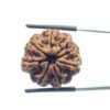 Ashtamukhi Rudraksha Nepal - (23.25 Mm) - (Rudrapuja)