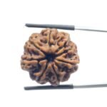 Ashtamukhi Rudraksha Nepal - (23.25 MM) - (Rudrapuja)