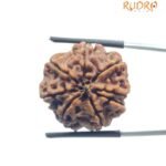 Ashtamukhi Rudraksha Nepal - (23.25 MM) - (Rudrapuja)