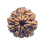 Ashtamukhi Rudraksha Nepal - (23.25 Mm) - (Rudrapuja)