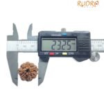 Ashtamukhi Rudraksha Nepal - (23.25 Mm) - (Rudrapuja)