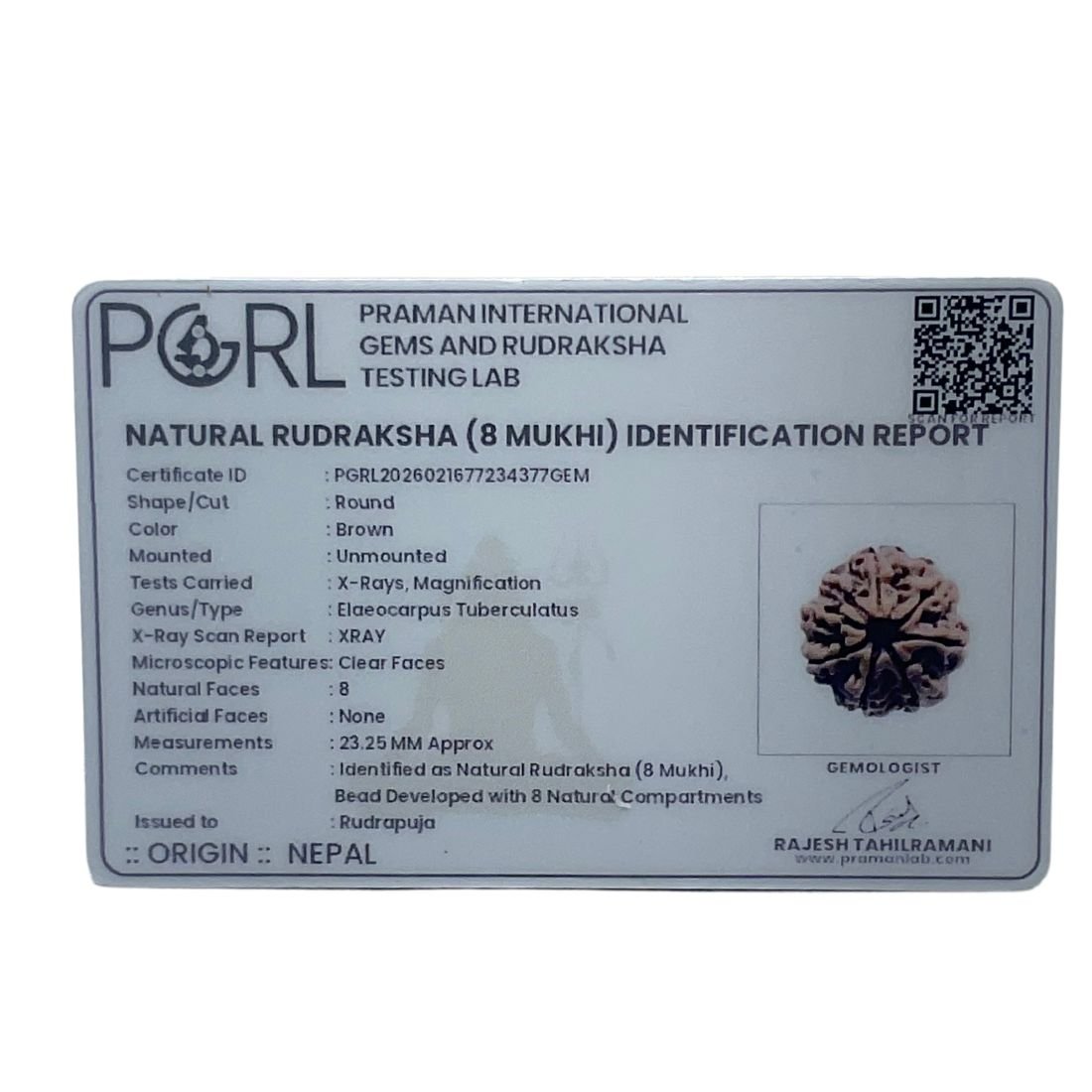 Ashtamukhi Rudraksha Nepal - (23.25 MM)