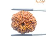 Ashtamukhi Rudraksha Nepal - (23.87 MM) - (Rudrapuja)