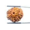 Ashtamukhi Rudraksha Nepal - (23.87 MM) - (Rudrapuja)