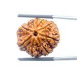 Ashtamukhi Rudraksha Nepal - (23.87 MM) - (Rudrapuja)