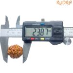 Ashtamukhi Rudraksha Nepal - (23.87 MM) - (Rudrapuja)