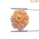 Ashtamukhi Rudraksha Nepal - (23.87 MM) - (Rudrapuja)