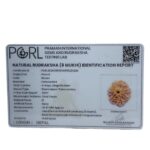 Ashtamukhi Rudraksha Nepal - (23.87 MM)