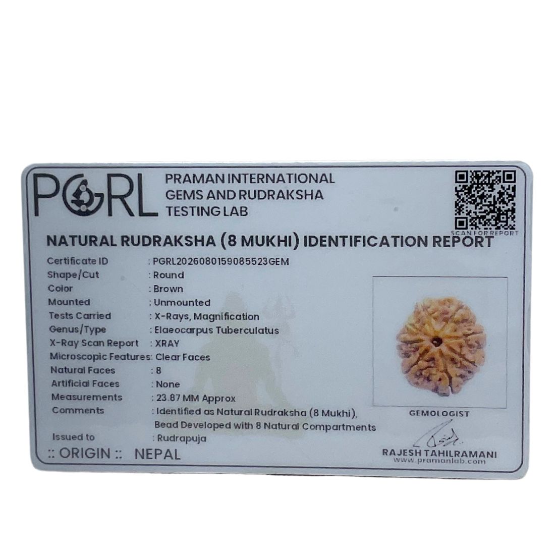 Ashtamukhi Rudraksha Nepal - (23.87 MM)
