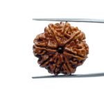 Ashtamukhi Rudraksha Nepal - (24.60 MM)