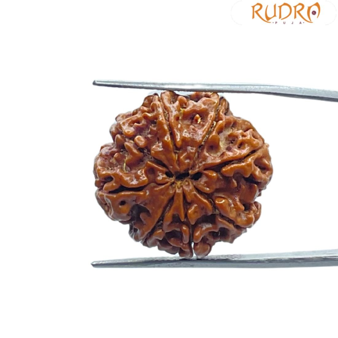 Ashtamukhi Rudraksha Nepal - (24.60 Mm) 2 Ashtamukhi Rudraksha Nepal - (24.60 Mm)