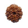 Ashtamukhi Rudraksha Nepal - (24.60 Mm) 13 Ashtamukhi Rudraksha Nepal - (24.60 Mm)