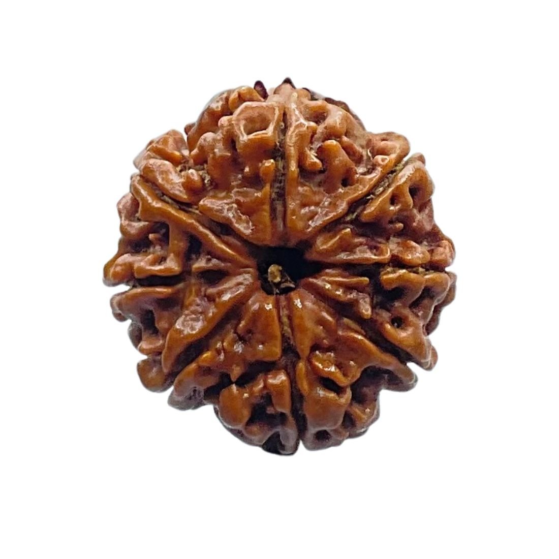 Ashtamukhi Rudraksha Nepal - (24.60 Mm) 3 Ashtamukhi Rudraksha Nepal - (24.60 Mm)