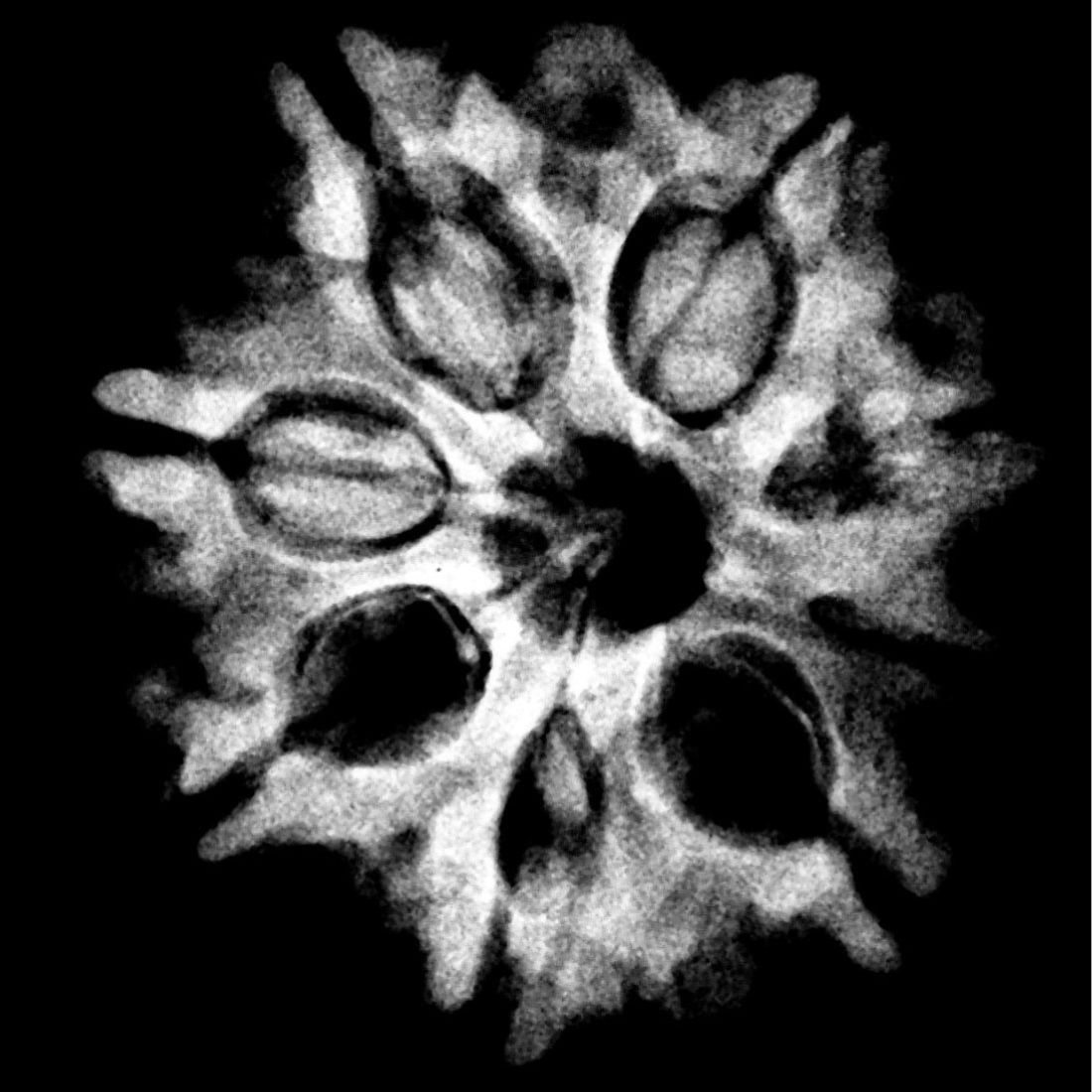 Ashtamukhi Rudraksha Nepal – (23.87 MM) x-ray