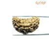 Collector 1 Mukhi Rudraksha (34.45 Mm) 9 Collector 1 Mukhi Rudraksha (34.45 Mm)