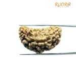 Collector 1 Mukhi Rudraksha (34.45 MM)