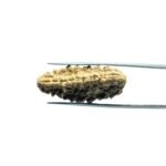 Collector 1 Mukhi Rudraksha (34.45 MM)