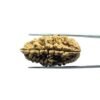 Collector 1 Mukhi Rudraksha (38.28 Mm)