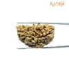 Collector 1 Mukhi Rudraksha (38.28 Mm)