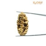 Collector 1 Mukhi Rudraksha (38.28 Mm)