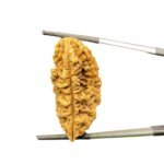 Collector 1 Mukhi Rudraksha Nepal (38.83Mm)