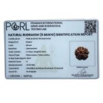 Collector 5 Mukhi Nepal Rudraksha - (22.69 MM) - (Rudrapuja)