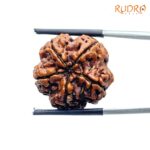 Collector 5 Mukhi Nepal Rudraksha - (22.69 MM) - (Rudrapuja)
