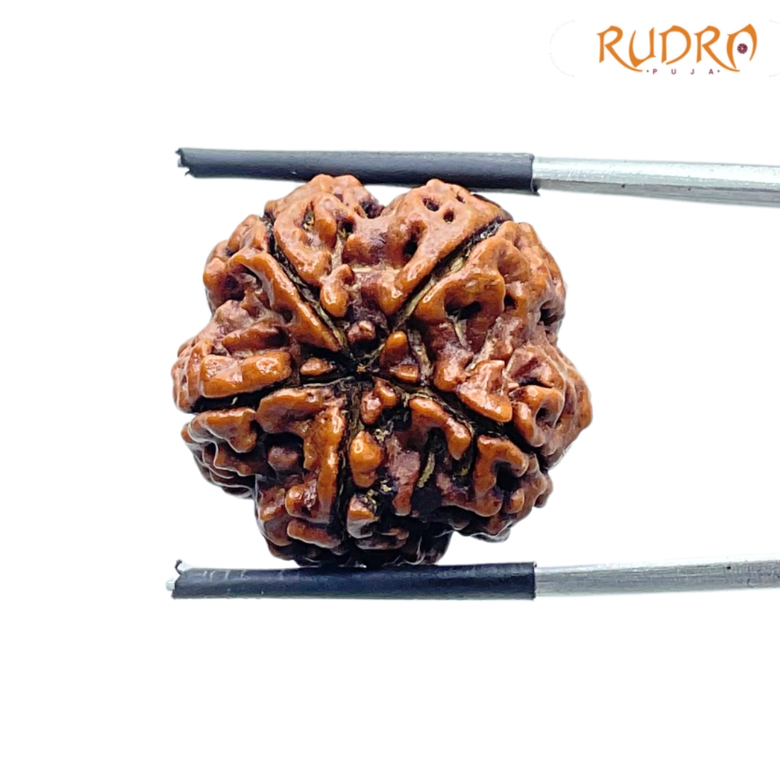 Collector 5 Mukhi Nepal Rudraksha - (22.69 MM) - (Rudrapuja)
