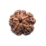 Collector 5 Mukhi Nepal Rudraksha - (22.69 MM) - (Rudrapuja)