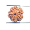 Collector 5 Mukhi Nepal Rudraksha - (22.69 MM) - (Rudrapuja)