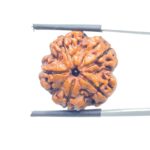 Collector 5 Mukhi Nepal Rudraksha - (22.69 MM) - (Rudrapuja)