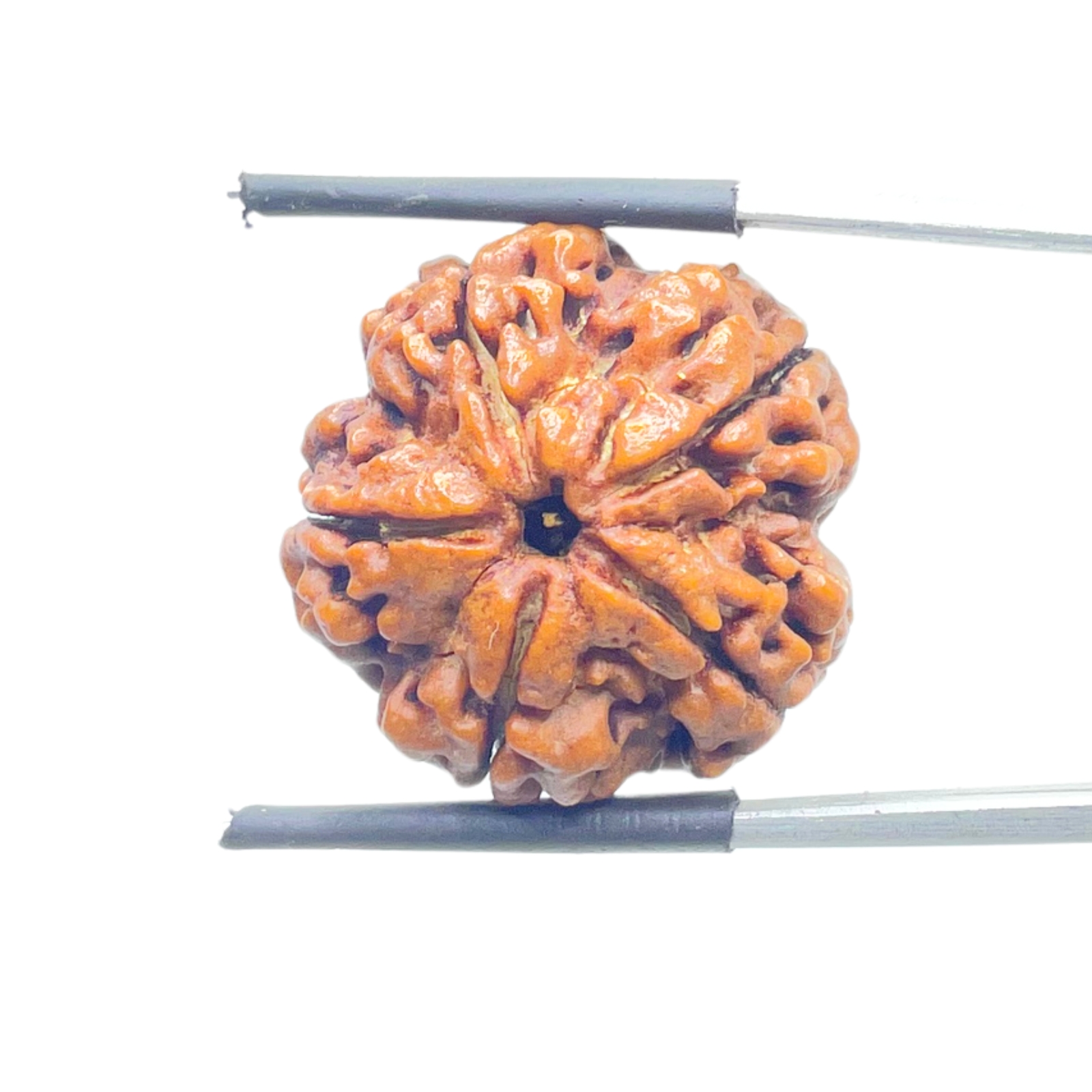 Collector 5 Mukhi Nepal Rudraksha - (22.69 MM) - (Rudrapuja)