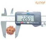 Collector 5 Mukhi Nepal Rudraksha - (22.69 MM) - (Rudrapuja)