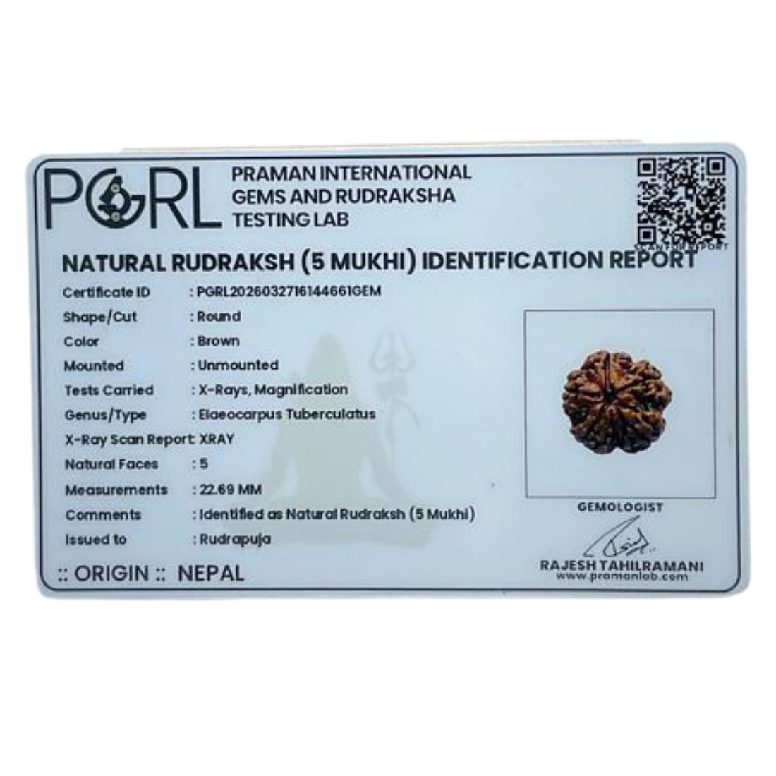 Collector 5 Mukhi Nepal Rudraksha - (22.69 MM) - (Rudrapuja)