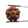 Collector 5 Mukhi Nepal Rudraksha - (23.75 MM)