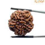 Collector 5 Mukhi Nepal Rudraksha - (23.75 MM)