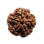 Collector 5 Mukhi Nepal Rudraksha - (23.75 MM)