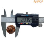 Collector 5 Mukhi Nepal Rudraksha - (23.75 MM)