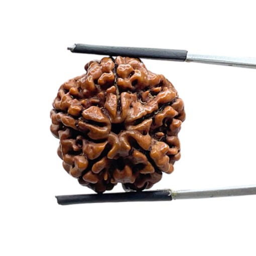 Collector 5 Mukhi Nepal Rudraksha - (23.75 MM)