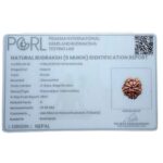 Collector 5 Mukhi Nepal Rudraksha - (23.85 MM) - (Rudrapuja)