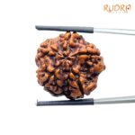 Collector 5 Mukhi Nepal Rudraksha - (23.85 MM) - (Rudrapuja)