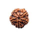 Collector 5 Mukhi Nepal Rudraksha - (23.85 MM) - (Rudrapuja)