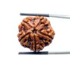 Collector 5 Mukhi Nepal Rudraksha - (23.85 MM) - (Rudrapuja)