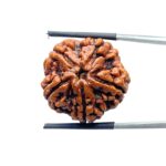 Collector 5 Mukhi Nepal Rudraksha - (23.85 MM) - (Rudrapuja)