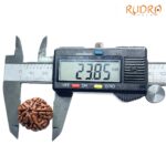 Collector 5 Mukhi Nepal Rudraksha - (23.85 MM) - (Rudrapuja)