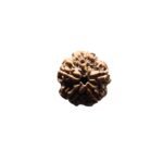 Collector 5 Mukhi Rudraksha Nepal (22.24 Mm)