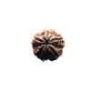 Collector 5 Mukhi Rudraksha Nepal - (22.67 Mm)