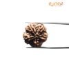 Collector 5 Mukhi Rudraksha Nepal - (22.67 Mm)