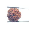 Collector 6 Mukhi Nepal Rudraksha - (23.35 MM)