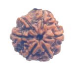 Collector 6 Mukhi Nepal Rudraksha - (23.35 MM)